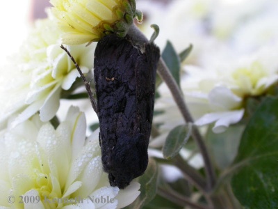 black rustic (Aporophyla nigra) Kenneth Noble